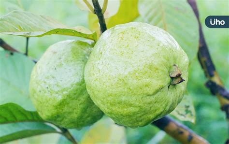 榕樹芭樂可以吃嗎|榕樹芭樂：功效、營養價值、禁忌、正確食用方式